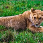 Wildlife Safaris - brown lioness lying on grass