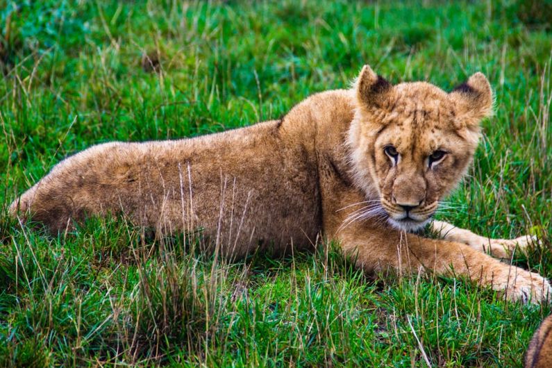 Wildlife Safaris - brown lioness lying on grass