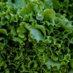 Superfoods Diet - fresh lettuces at the market