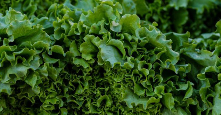 Superfoods Diet - fresh lettuces at the market